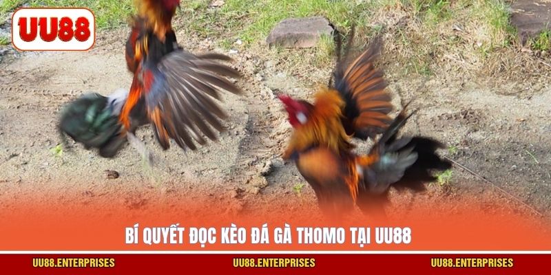 Bí quyết đọc kèo đá gà Thomo tại UU88