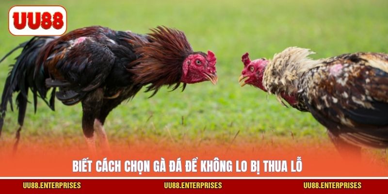 Biết cách chọn gà đá để không lo bị thua lỗ