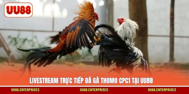 Livestream trực tiếp đá gà Thomo CPC1 tại UU88
